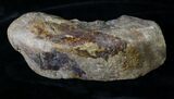 Polished Petrified Wood Log Heel - Australia #19509-2